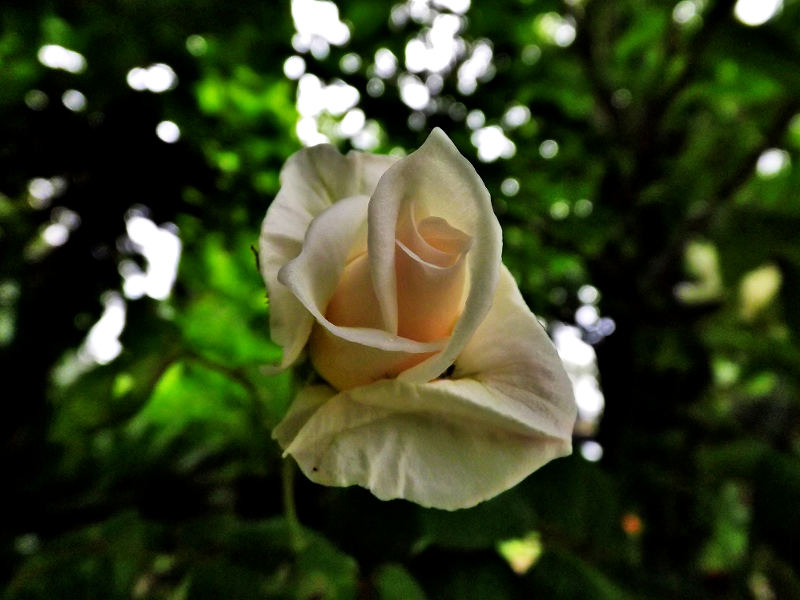 Rosa Bianca di Mia Madre